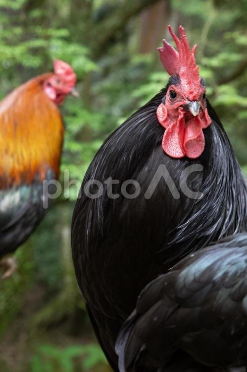 ⛩️ 이소노카미 신궁 (石上神宮) 이미지 8